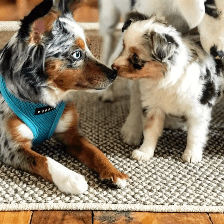 screen-shot-2018-10-18-at-8-16-02-pm