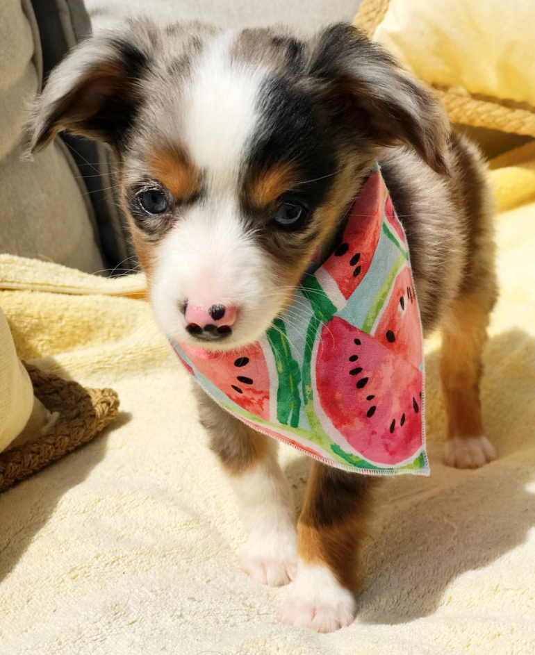 Screen Shot 2018-10-21 at 1.19.40 PM