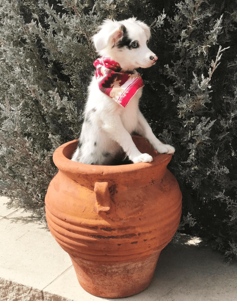 Screen Shot 2018-10-21 at 1.21.11 PM