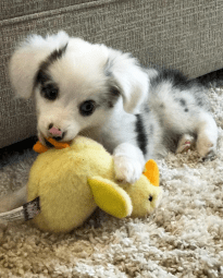 Screen Shot 2018-10-21 at 1.22.33 PM