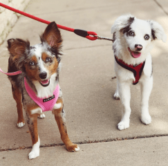 Screen Shot 2018-10-21 at 3.57.08 PM.png