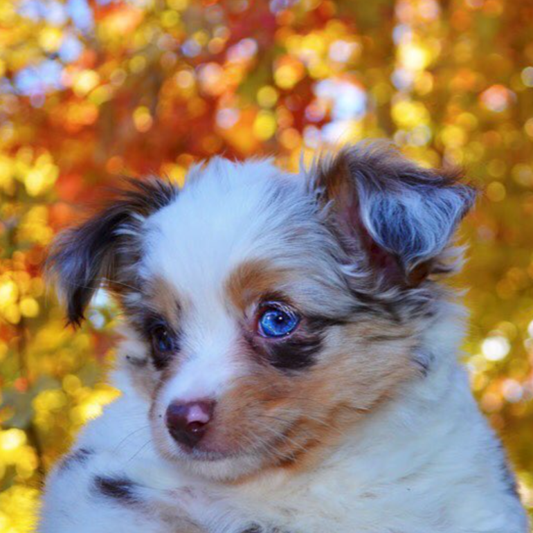 Screen Shot 2018-10-22 at 5.52.31 PM