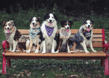 Screen Shot 2018-10-22 at 9.46.06 AM.png