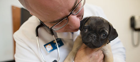img-vet-cute-pug.jpg