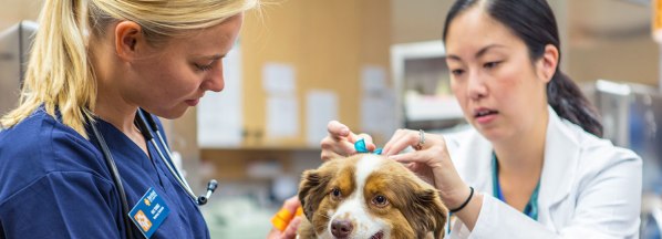 img-vet-with-medicine.jpg