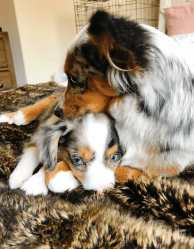 Screen Shot 2018-11-01 at 1.59.02 PM.png