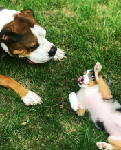 Screen Shot 2018-11-01 at 2.01.10 PM.png