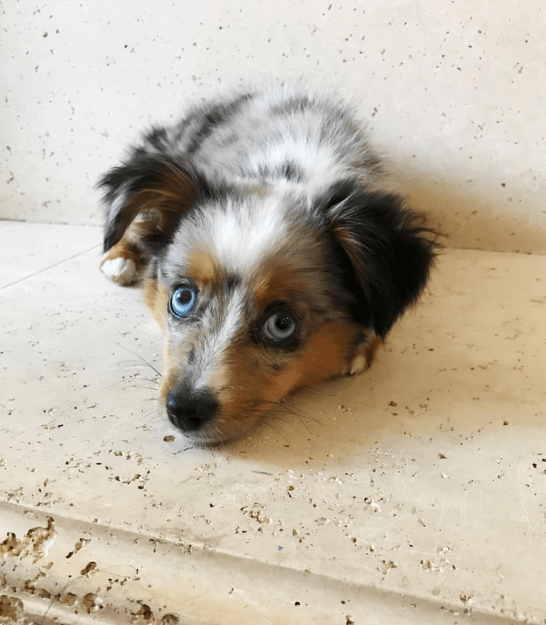 Screen Shot 2018-11-05 at 8.07.11 AM