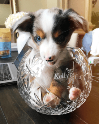 Screen Shot 2018-11-08 at 2.17.40 PM.png