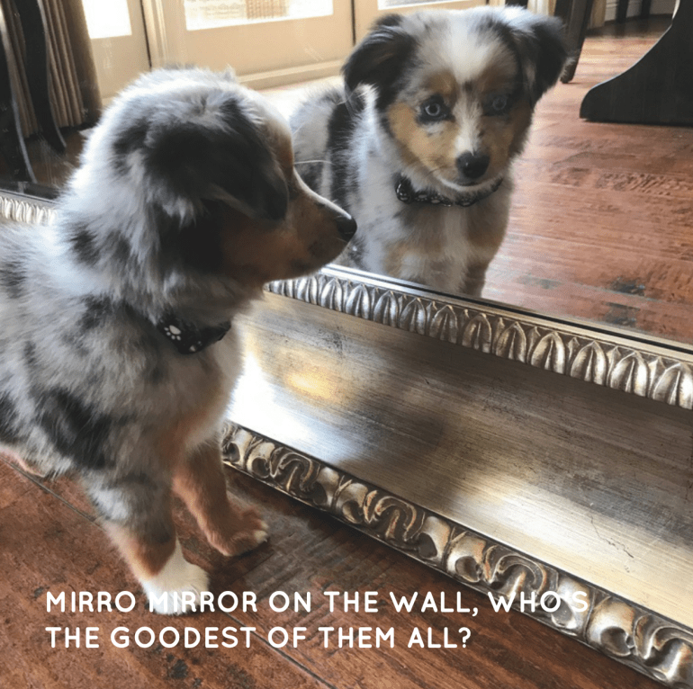 Screen Shot 2018-12-20 at 5.42.03 PM