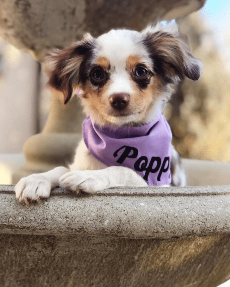 Screen Shot 2018-12-22 at 11.07.02 PM.png