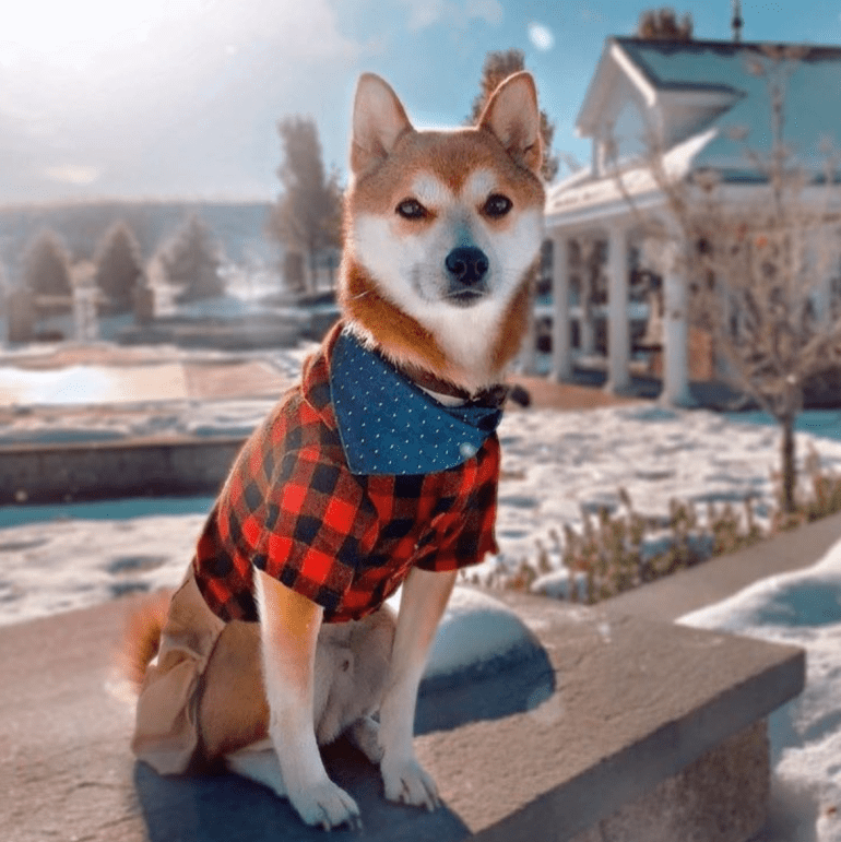 Screen Shot 2019-03-24 at 8.13.48 AM