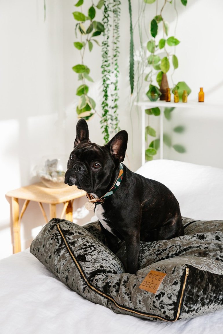 Nice-Digs-Chiaro-Dog-Collar_03