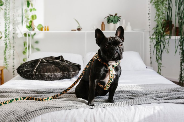 Nice-Digs-Mark-Making-Dog-Leash_Forest_02