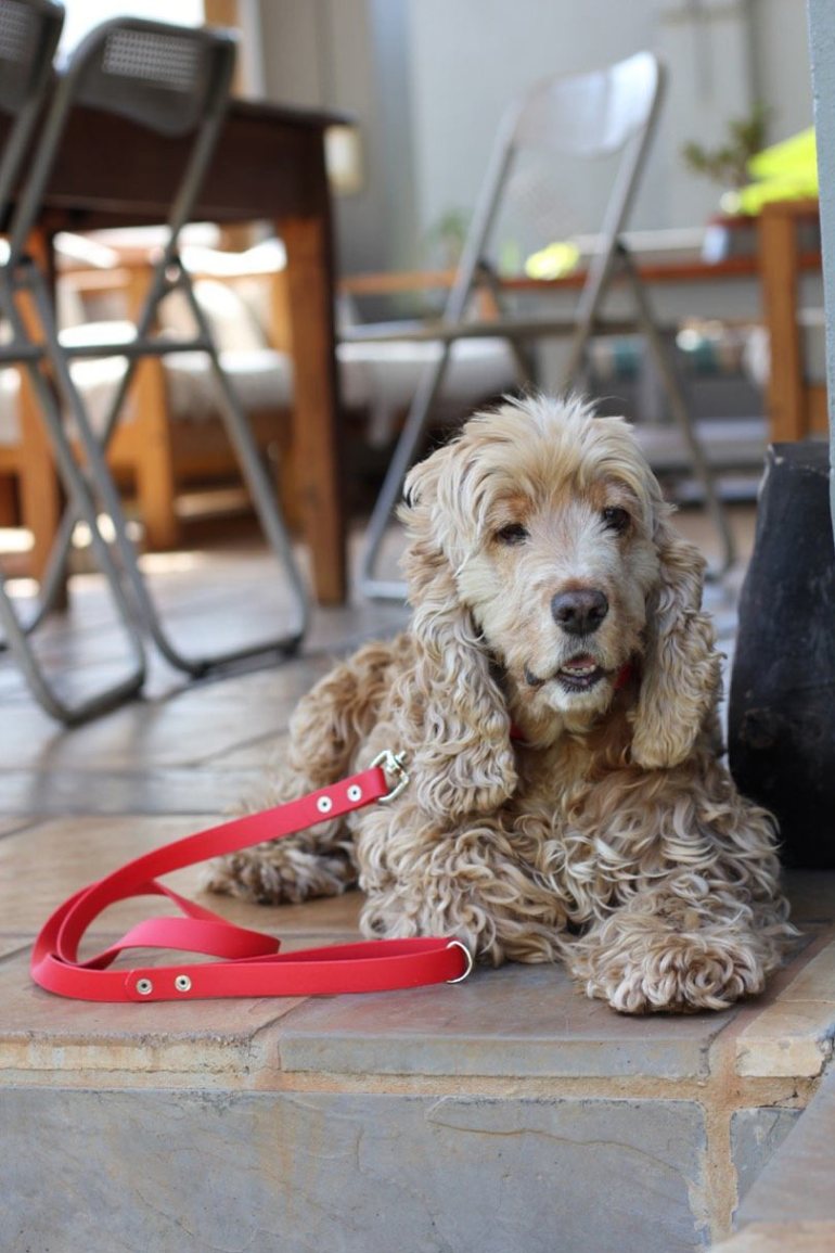 Benji-Moon-Dog-products-12