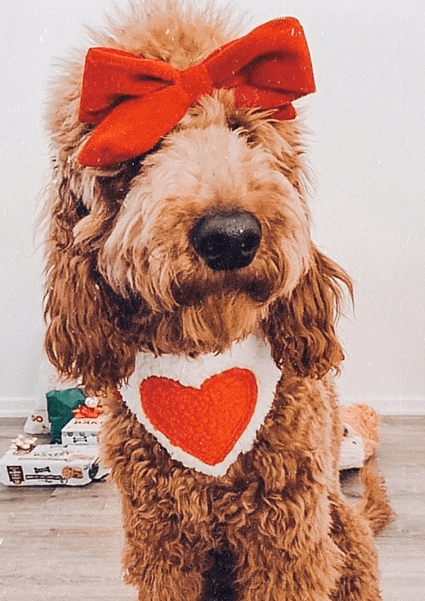 Screen Shot 2020-02-04 at 9.23.04 PM.png